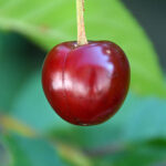 Cherry. For my album Creativity, Close-up and Macro