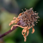 Withered bud. For my album; Creativity, Close-up and Macro.