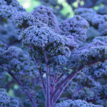 Blue kale. For my album; Creativity, Close-up and Macro.