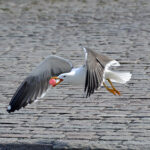 Seagull playing table-tennis. For my album; Creativity, Close-up and Macro.