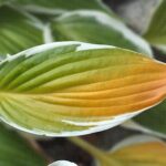 Leaf with blurred background. For my album; Creativity, Close-up and Macro.