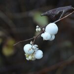 Autumn berries. For my album; Creativity, Close-up and Macro.