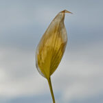 Leaf attached to window. For my album; Creativity, Close-up and Macro.