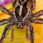 “Tarantula” in my shower!