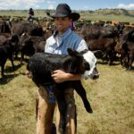 Ranch hand holding up calf