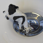 Cow drinking. For my album Creativity, Close-up and Macro