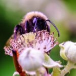 Bumble Bee up close and personal