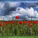 poppy field