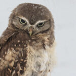 Burrowing Owl owlet / Athene cunicularia, rehabilitation