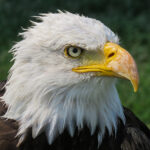 Bald Eagle / Haliaeetus leucocephalus, rehabilitation