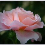 My Flowers – Rose