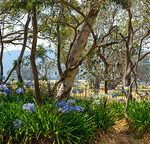 Grampian Agapanthas_DSC_0836-Pano-Edit