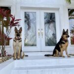 K2 & Kennedy Sit At Front Door Watching Dogs Nearby They Would Love To Chase – IMRAN ™