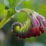 Common Comfrey….