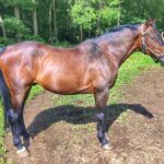 “This beautiful horse on a meadow in the German city of Kall is the star of the photo”