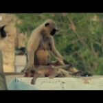 New leader kills monkey babies – Monkey Warriors – BBC animals