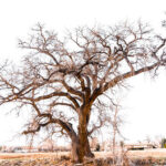 Cottonwood spirituality