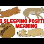 What Your Dog's Sleeping Position Reveals About Their Personality, Health and Character