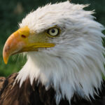 Bald Eagle / Haliaeetus leucocephalus, rehabilitation