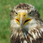 Bald Eagle / Haliaeetus leucocephalus, juvenile, rehabilitation