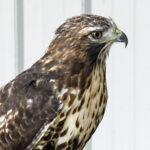 Red-tailed Hawk?, rehabilitation