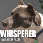 Overcoming a Fear of Dogs | Dog Whisperer