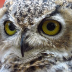 Great Horned Owl, juvenile, rehabilitation