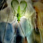 Golden-eyed Lacewing                    (Chrysopa pallens) 15-20mm