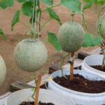 How to grow melons easily with high productivity in plastic containers for beginner